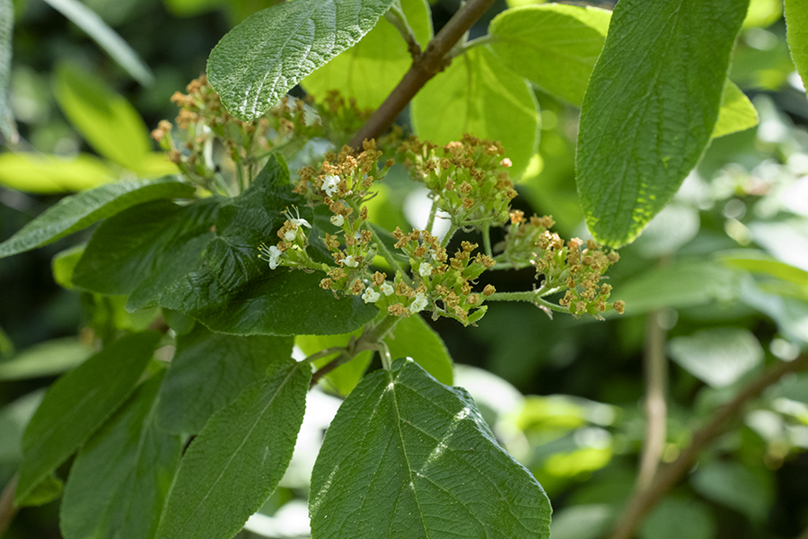 D1030785